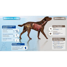 Cargar imagen en el visor de la galería, Nexgard Spectra Pastilla Antiparásito 2 a 3.5Kg (30 Días)
