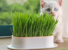 Cargar imagen en el visor de la galería, Kit Para Preparar Pasto Para Gatos Con Semillas Y Bandeja
