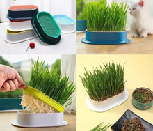 Cargar imagen en el visor de la galería, Kit Para Preparar Pasto Para Gatos Con Semillas Y Bandeja